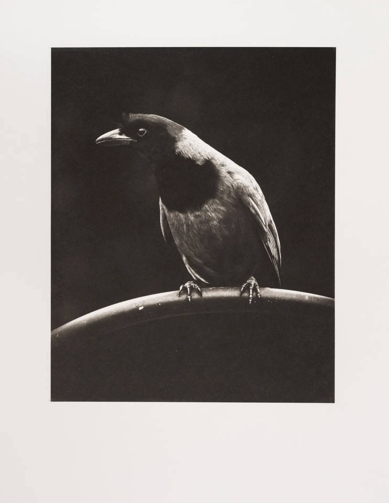 Black Birds