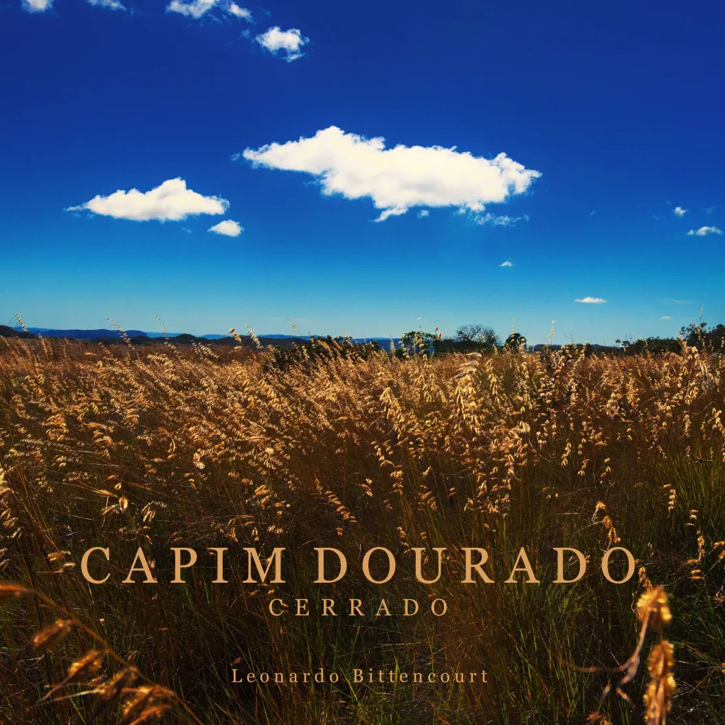 Capim Dourado — Chapada dos Veadeiros