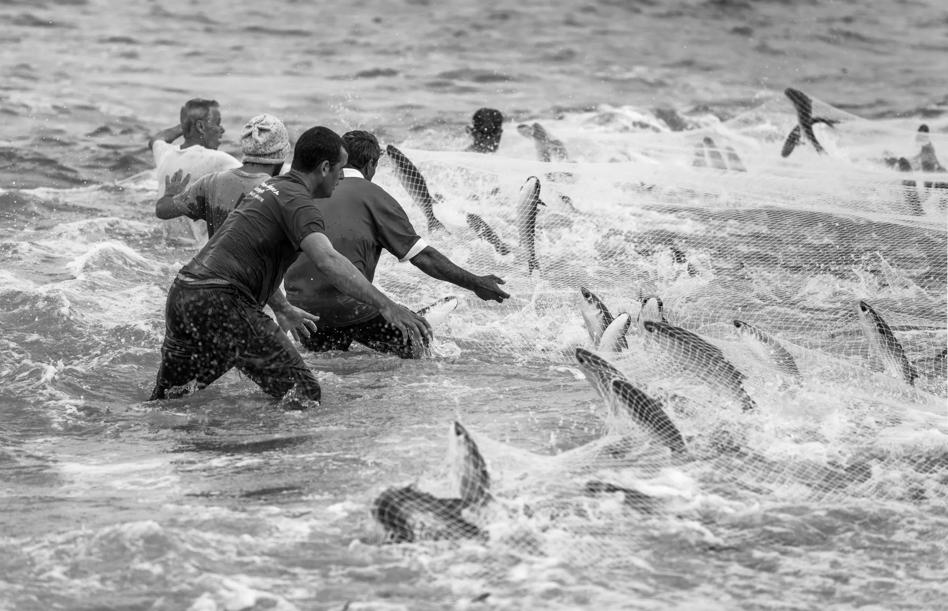Pesca da Tainha