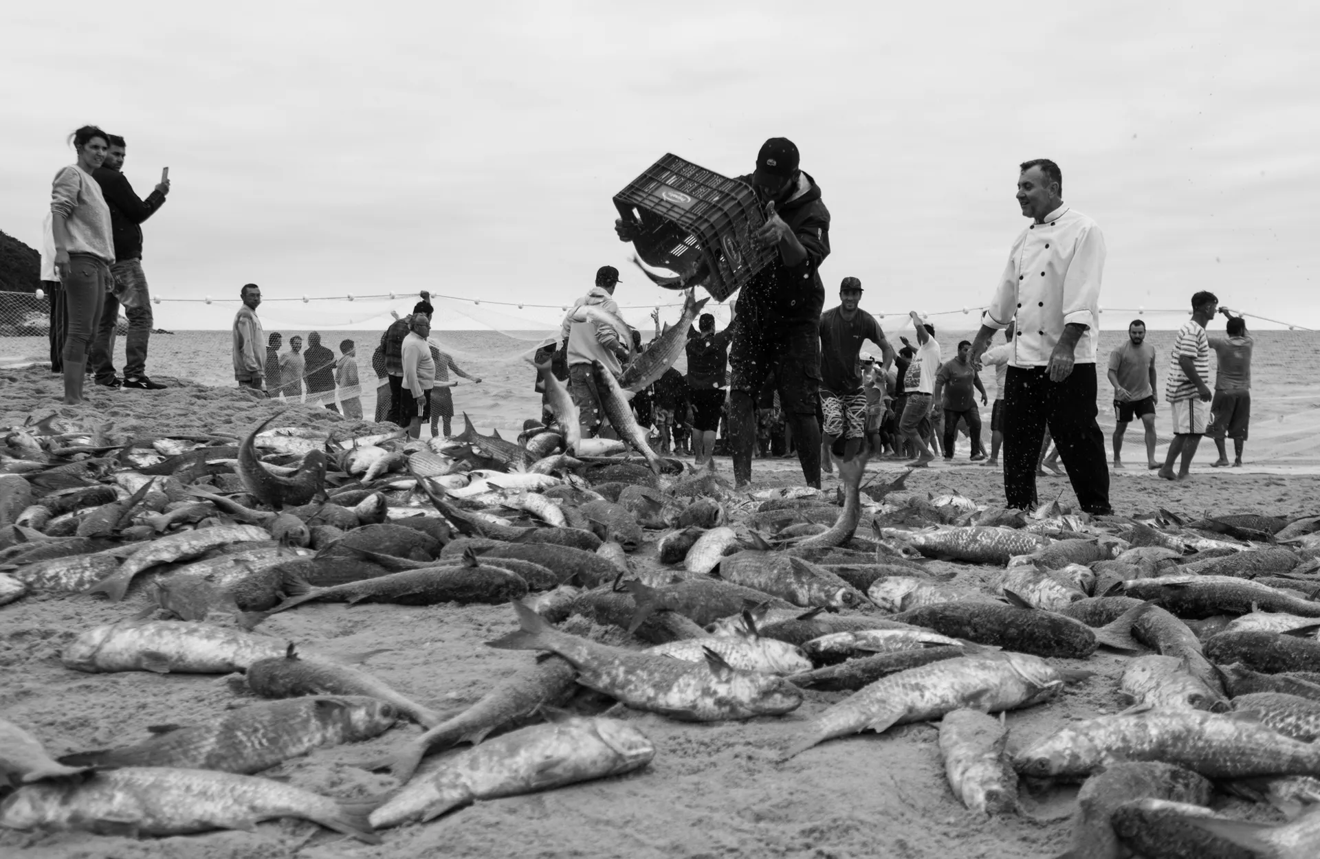 Pesca da Tainha